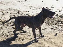 Oddie